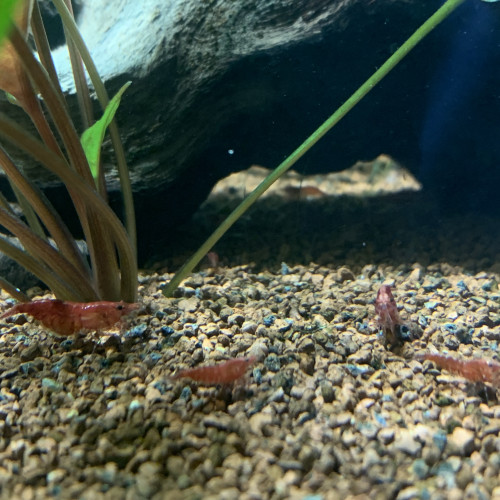 Lots de 12 Crevettes Red Cherry