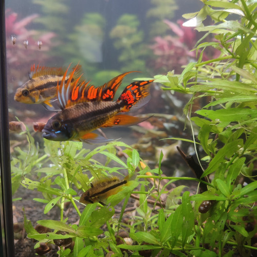 Apistogramma cacatuoides triple red