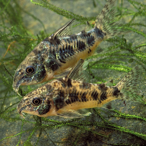 Vend poissons Danio reino zébré crevettes Blue velvet et corydoras paleatus et mélanoide