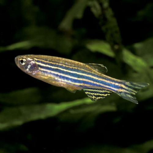 Vend poissons Danio reino zébré crevettes Blue velvet et corydoras paleatus et mélanoide