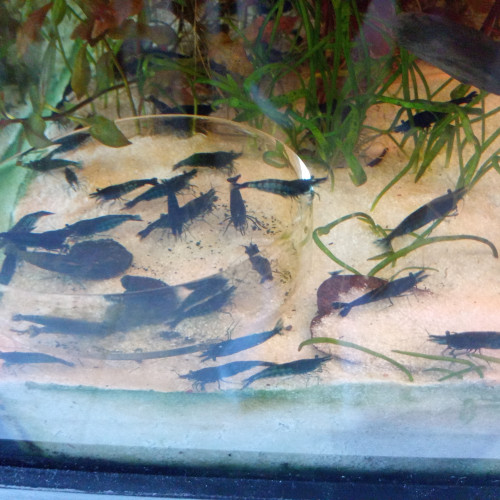 Vend poissons Danio reino zébré crevettes Blue velvet et corydoras paleatus et mélanoide