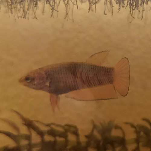 Wild betta splendens yellow