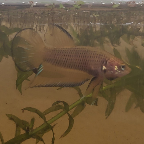 Wild betta splendens yellow