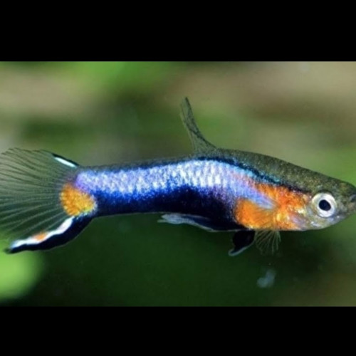 Wingei campoma 47 (endler blue star)