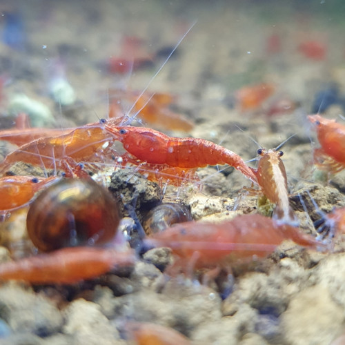 Neocaridina red cherry