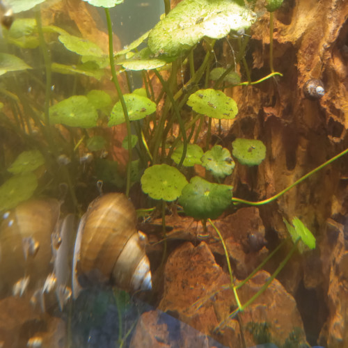 Escargot eau douce Filopaludina sumatrensis polygramma