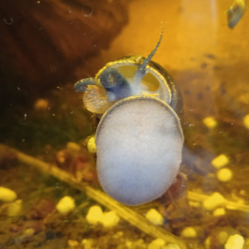 Escargot eau douce Filopaludina sumatrensis polygramma