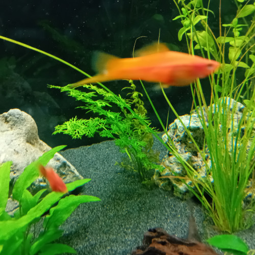 Xiphophorus helleri, xypho porte-épée mâle