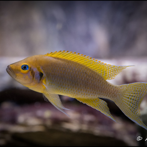 Neolamprologus pulcher daffodil