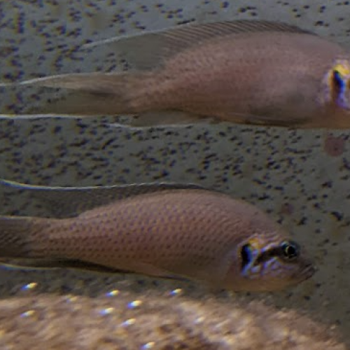 Neolamprologus brichardi