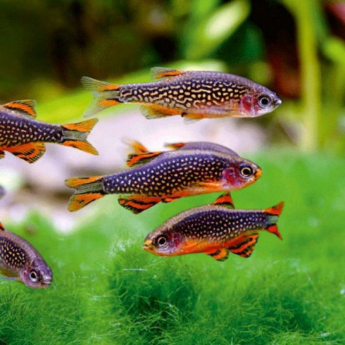 poisson microrasbora Galaxy