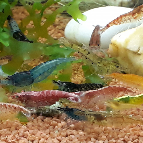 Lot 20 crevettes mix de couleurs