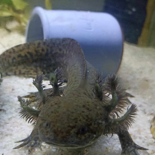 Axolotl