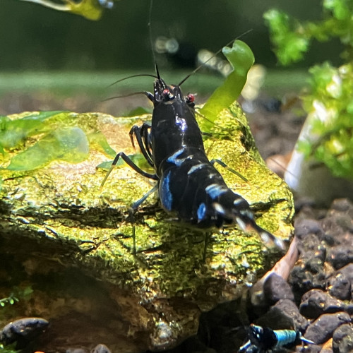 Caridina taitibee de différents phénotypes