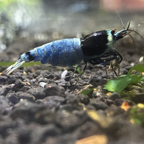 Caridina taitibee de différents phénotypes