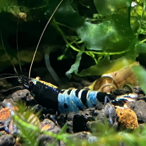 Caridina taitibee de différents phénotypes