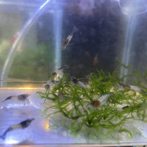 Crevettes Neocaridina Blue Carbon Rili