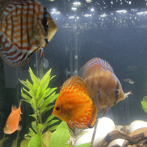 Discus