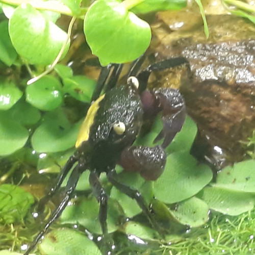 Crabe geosesarma dennerle ( couple)