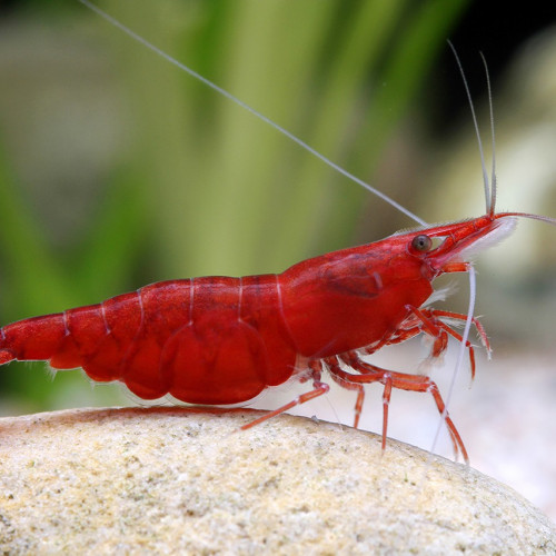 echange crevettes rouge contre crevettes autre couleur