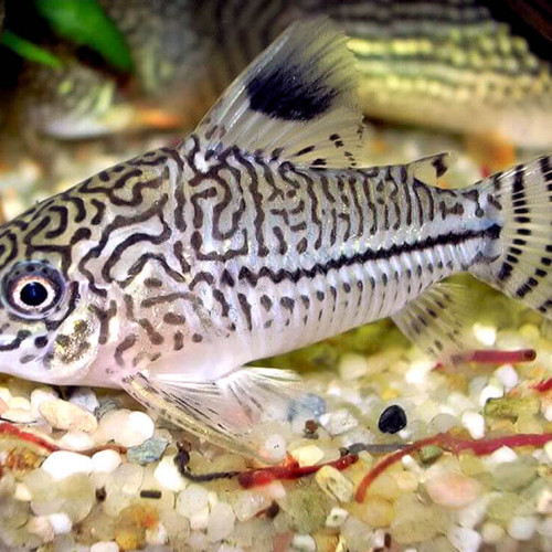 Donne 2 corydoras