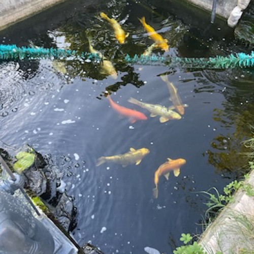 Differentes carpes koi