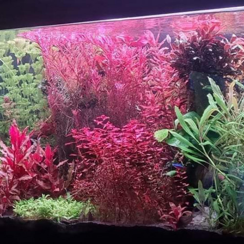 Plantes aquarium