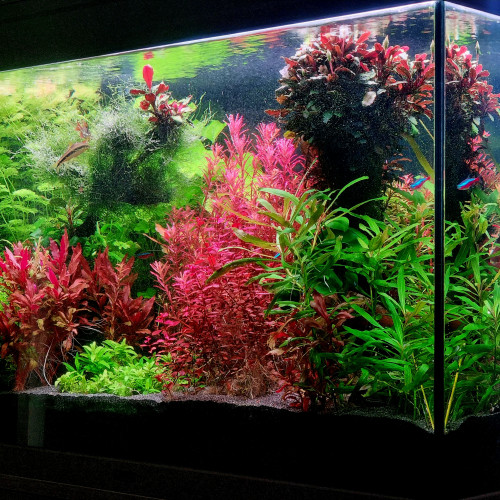 Plantes aquarium