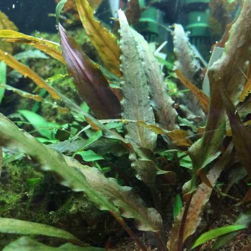 Vend lot de 5 plants de cryptocoryne undulata