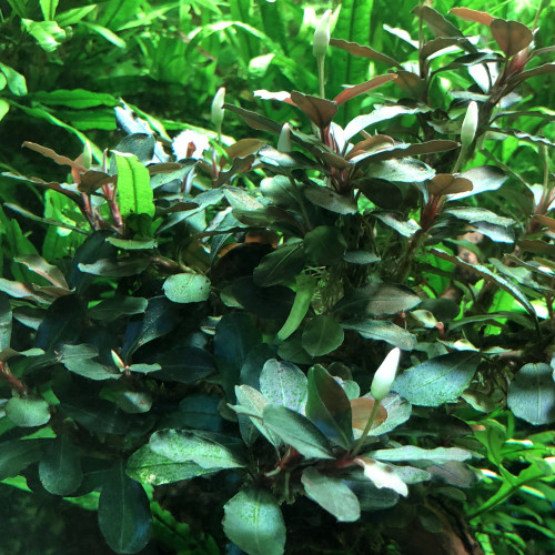 VENDS PLANTES BUCEPHALANDRAS &Anubias & autres