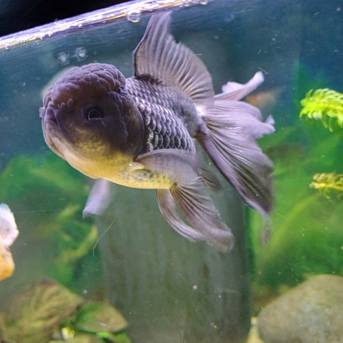 Oranda femelle (grise) et male (blanc)