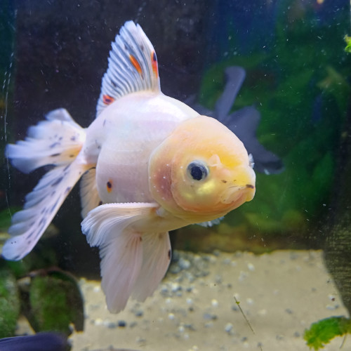 Oranda femelle (grise) et male (blanc)