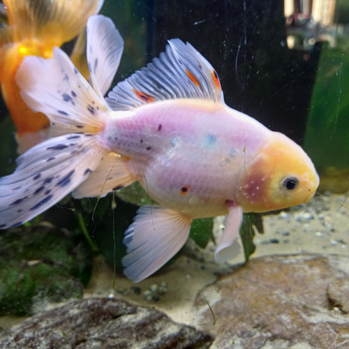 Oranda femelle (grise) et male (blanc)