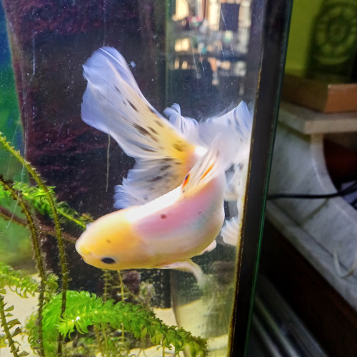 Oranda femelle (grise) et male (blanc)