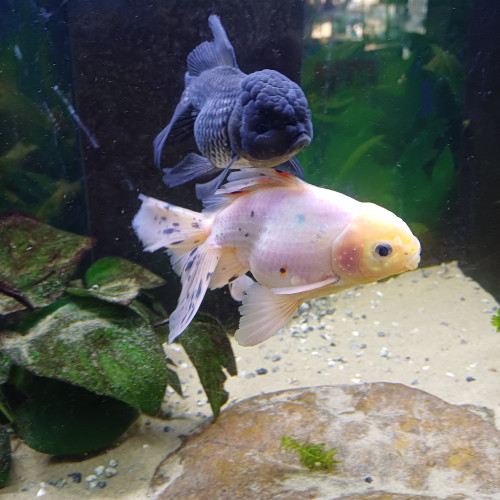 Oranda femelle (grise) et male (blanc)