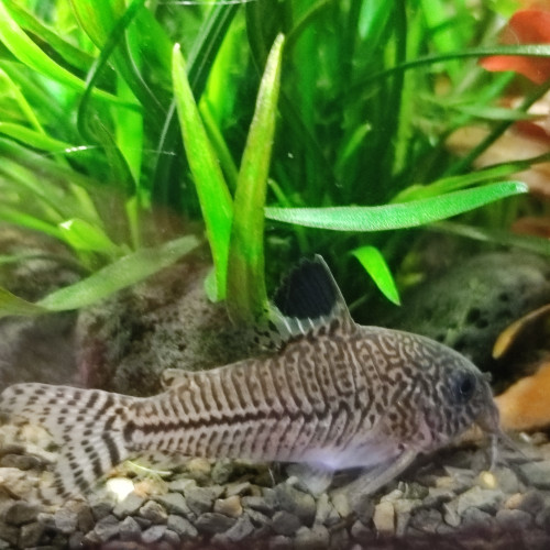 Corydoras léopard