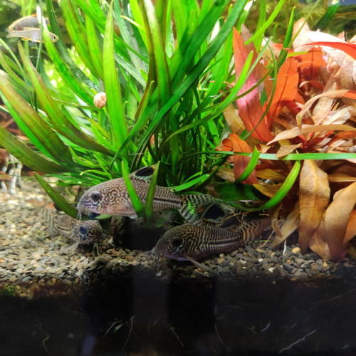 Corydoras léopard