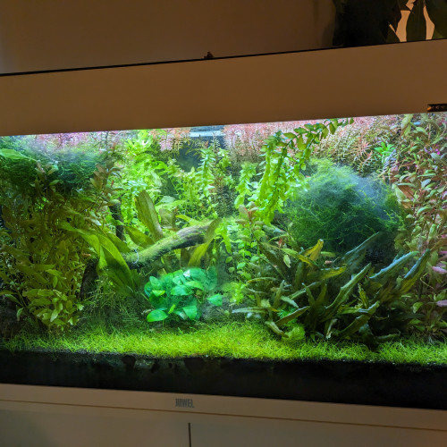 Vends aquarium et son meuble plantes poissons et crevettes racines
