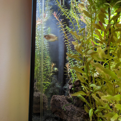 Vends aquarium et son meuble plantes poissons et crevettes racines