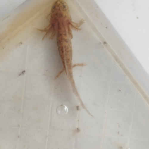 Axolotl Cooper mélanique Cooper leucistique sauvage