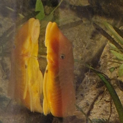 Ancistrus gold