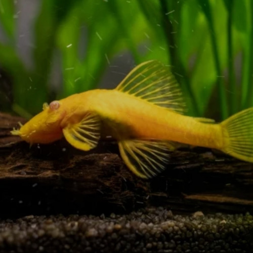 Ancistrus gold