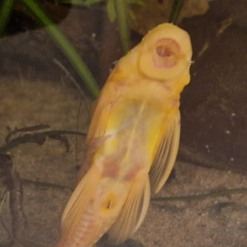 Ancistrus gold