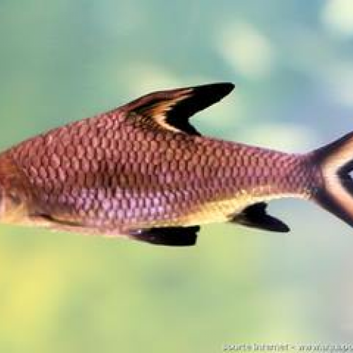 Barbus-requin