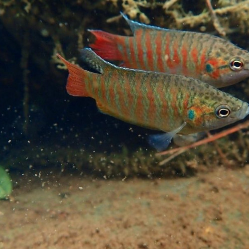 Poissons divers