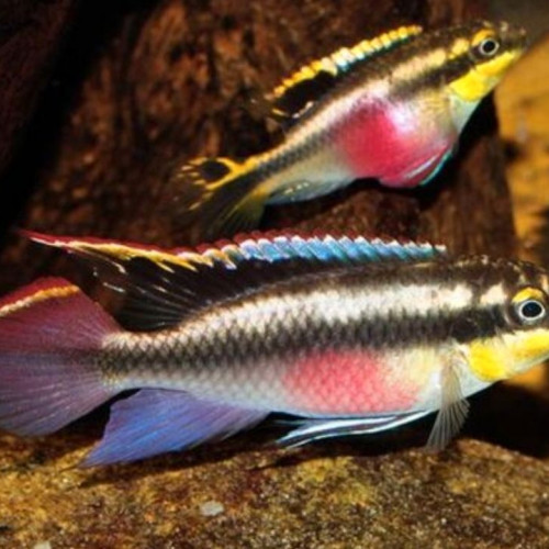 Poissons divers