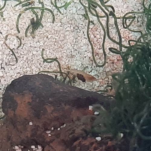 Halocardina Rubra - Opae ula