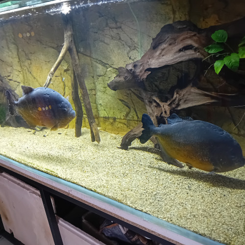 Piranha pygocentrus piraya