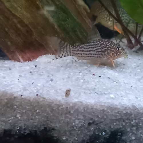 Corydoras sterbai