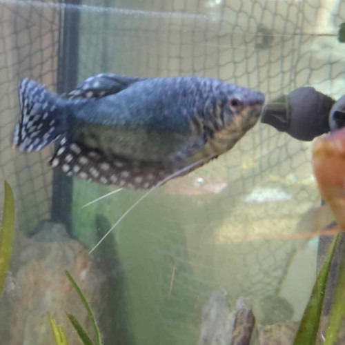 Gourami x3